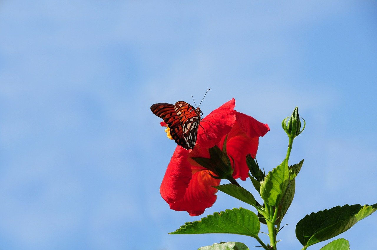 Congressman Blames Trump Team for Ending Telehealth Medicare Benefit. Not Quite Right.
