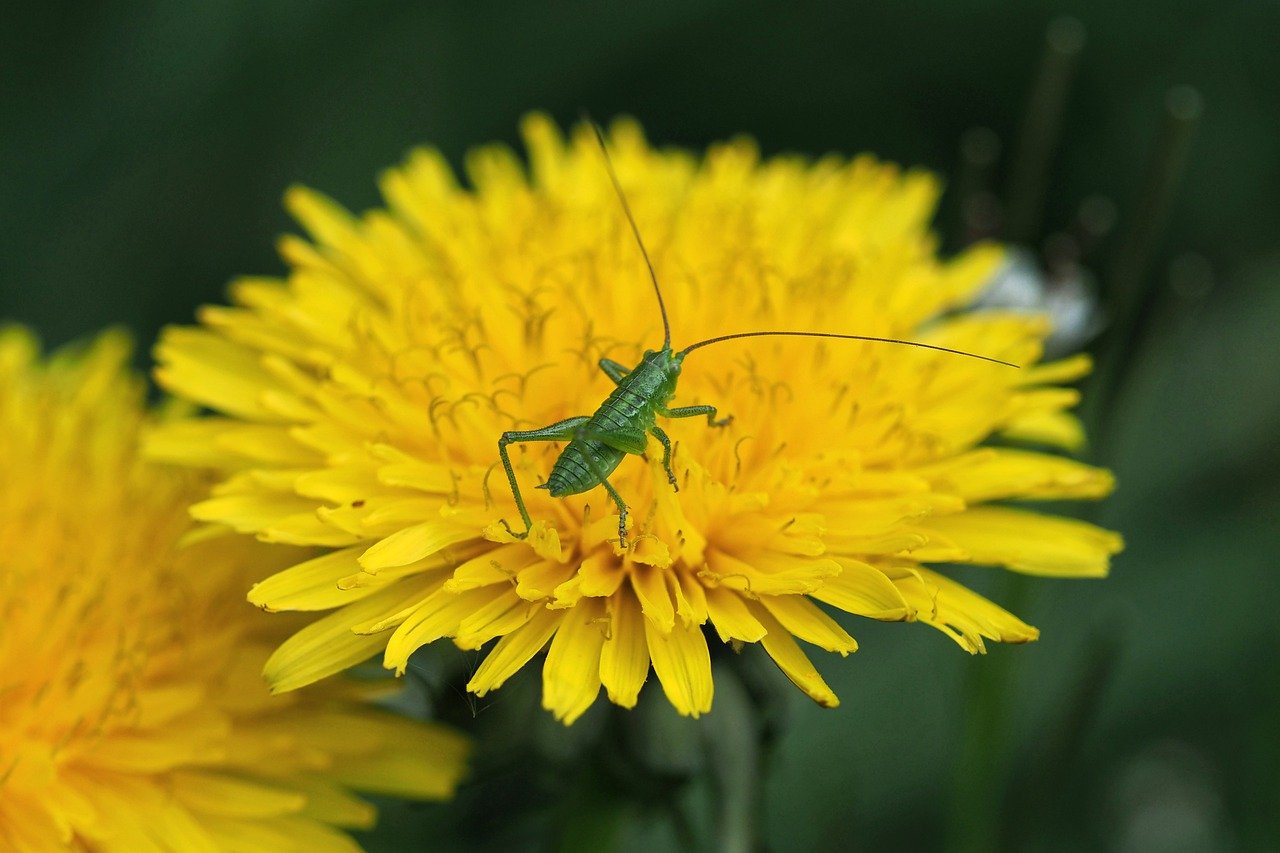 ACO REACH Falls Short In Serving Vulnerable Populations Compared To Medicare Overall