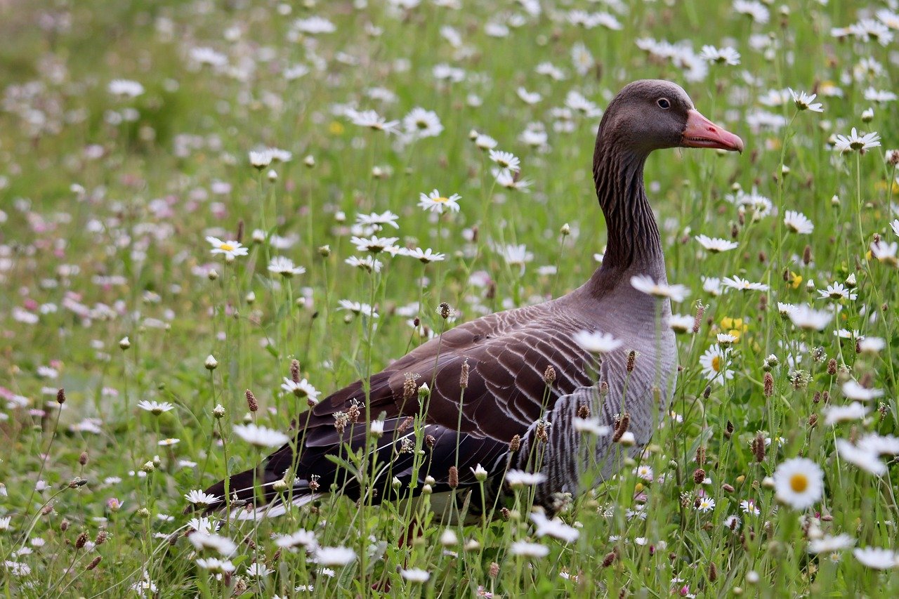 At Trump’s FDA, Anti-Regulatory Approach and Cost-Cutting Put Food Safety System at Risk