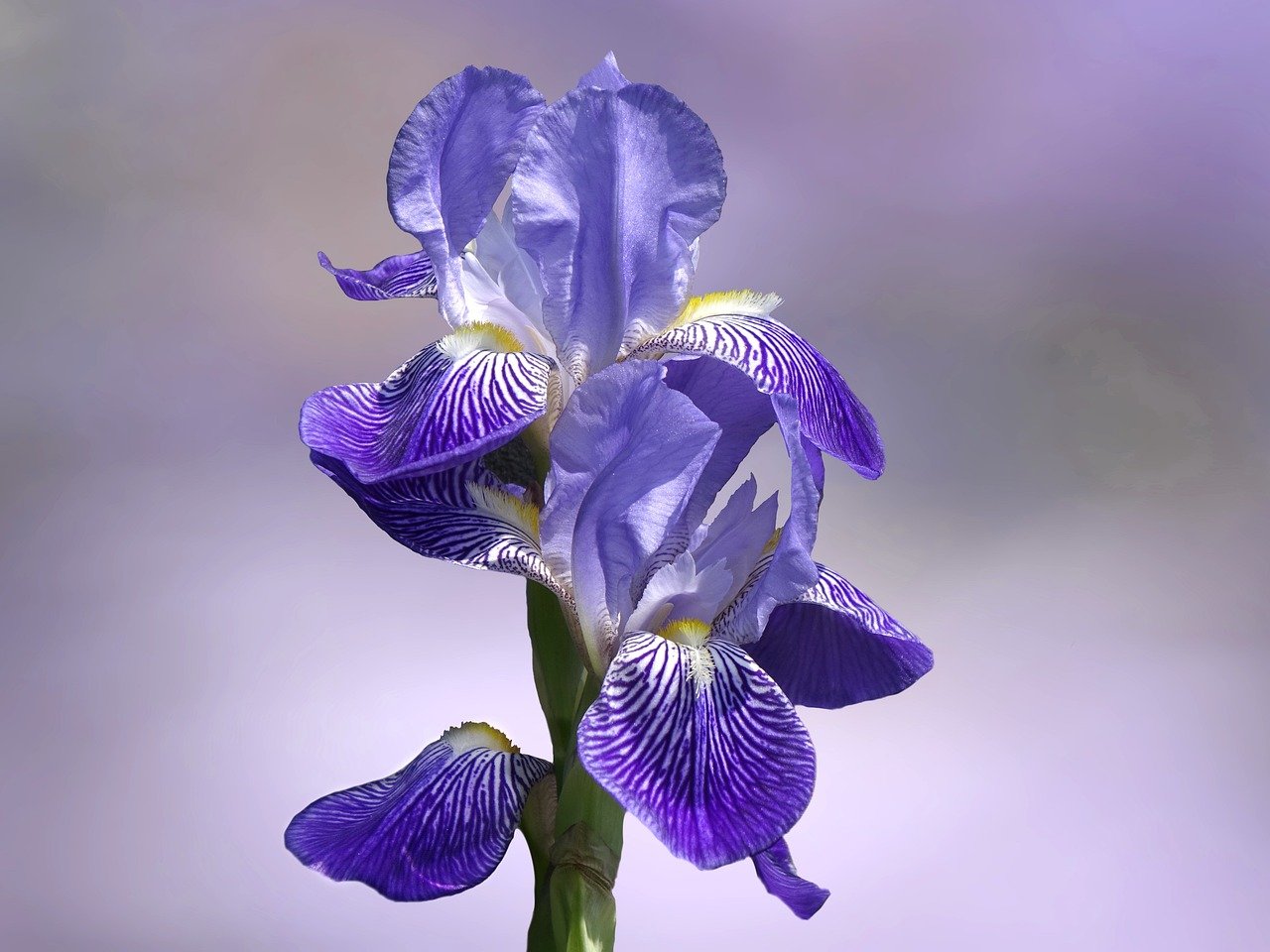 Lawmakers Reintroduce Bipartisan Bill To Update ‘Outdated’ Medicare Advantage Prior Authorizations