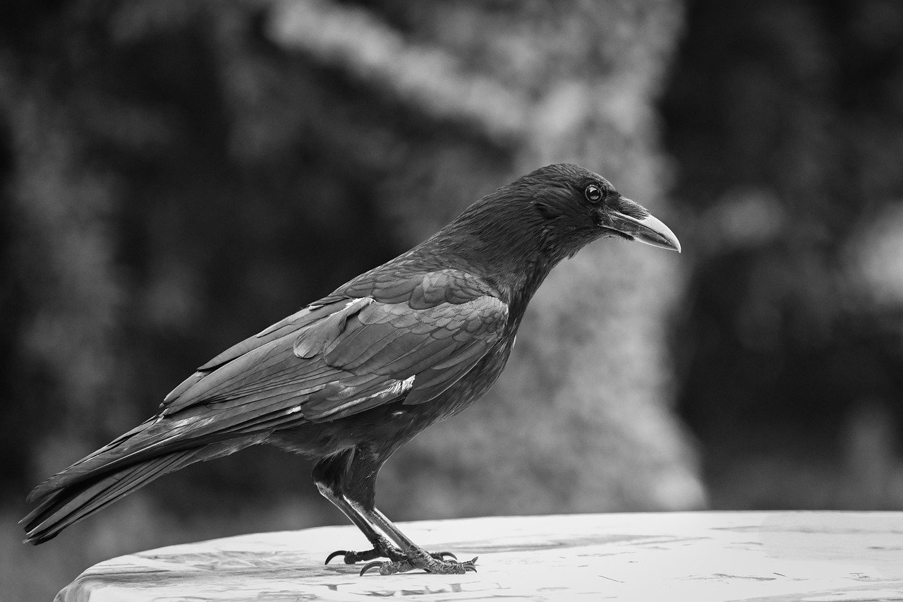 Preparing for and Responding to Ransomware Attacks in the Healthcare Sector