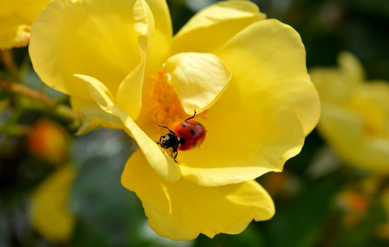 The 3 Caregiver Bills HCAOA Wants To See Included In Trump’s Budget