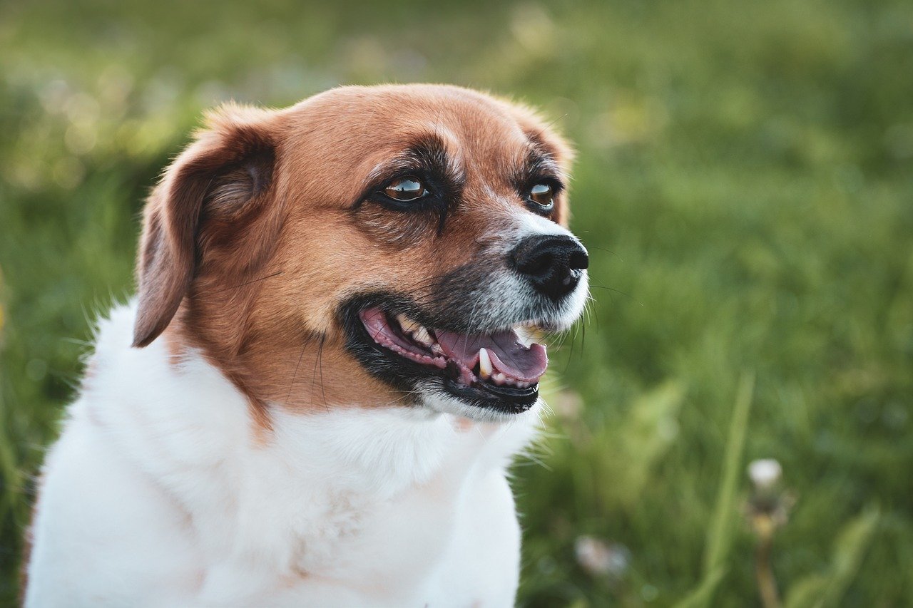 Trump Policies at Odds With ‘Make America Healthy Again’ Push