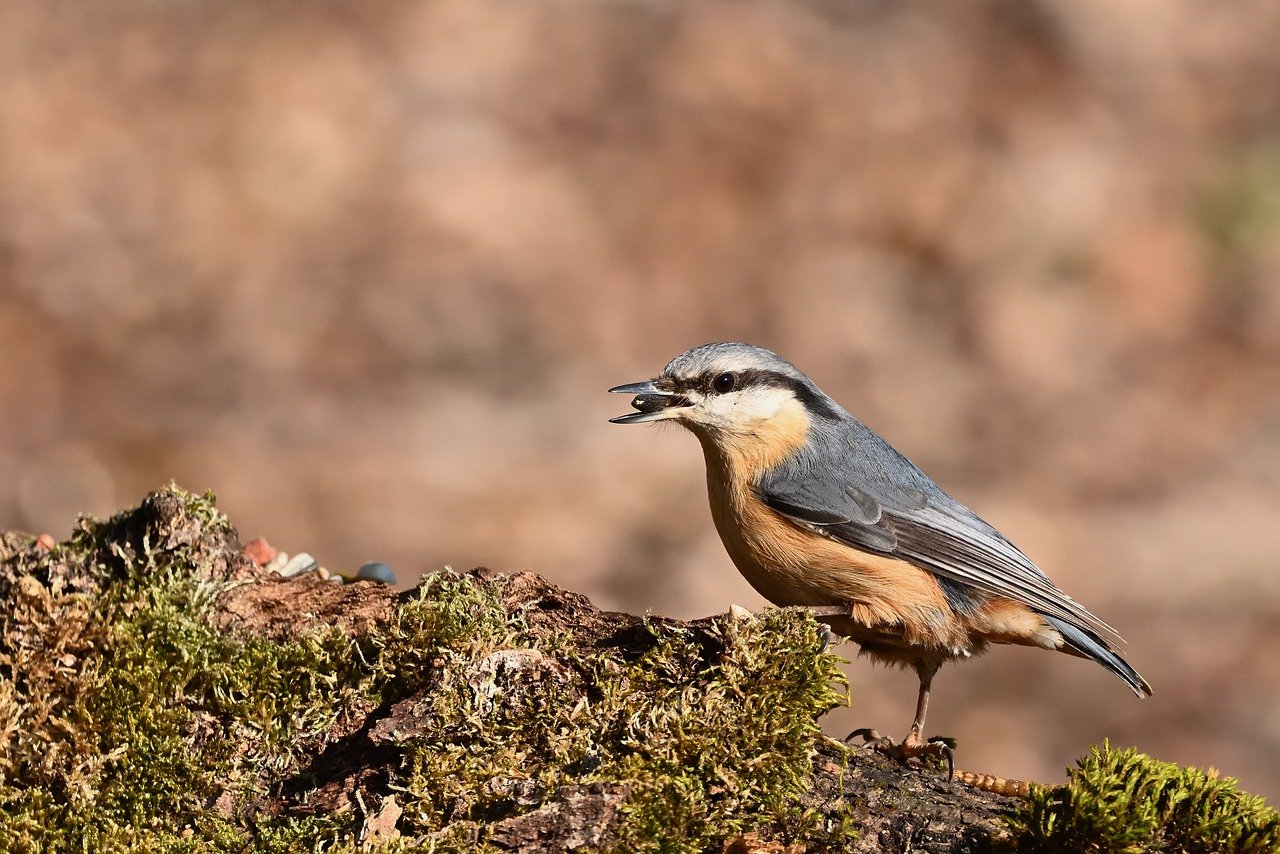 AI Transcription Software