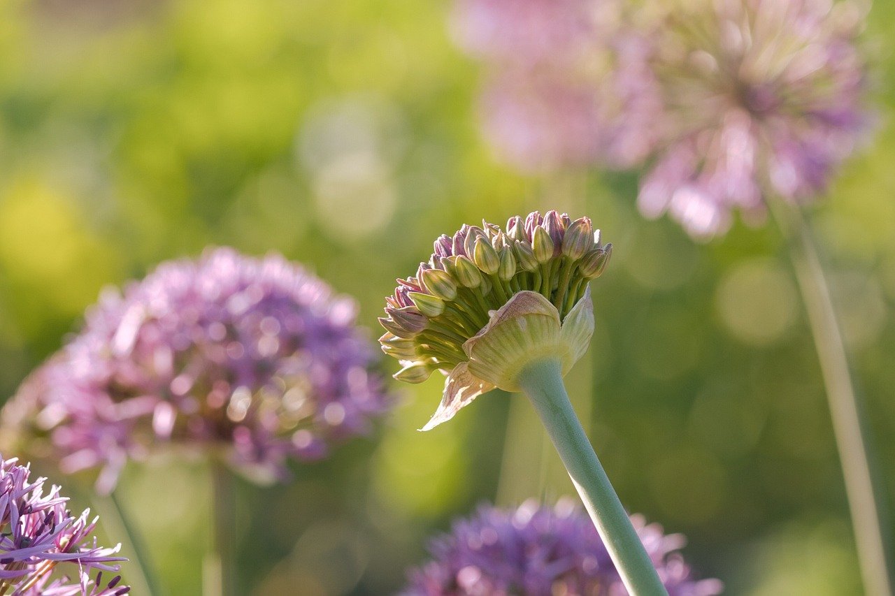 Alliance Appoints New Leaders, HarmonyCares Expands Its C-Suite