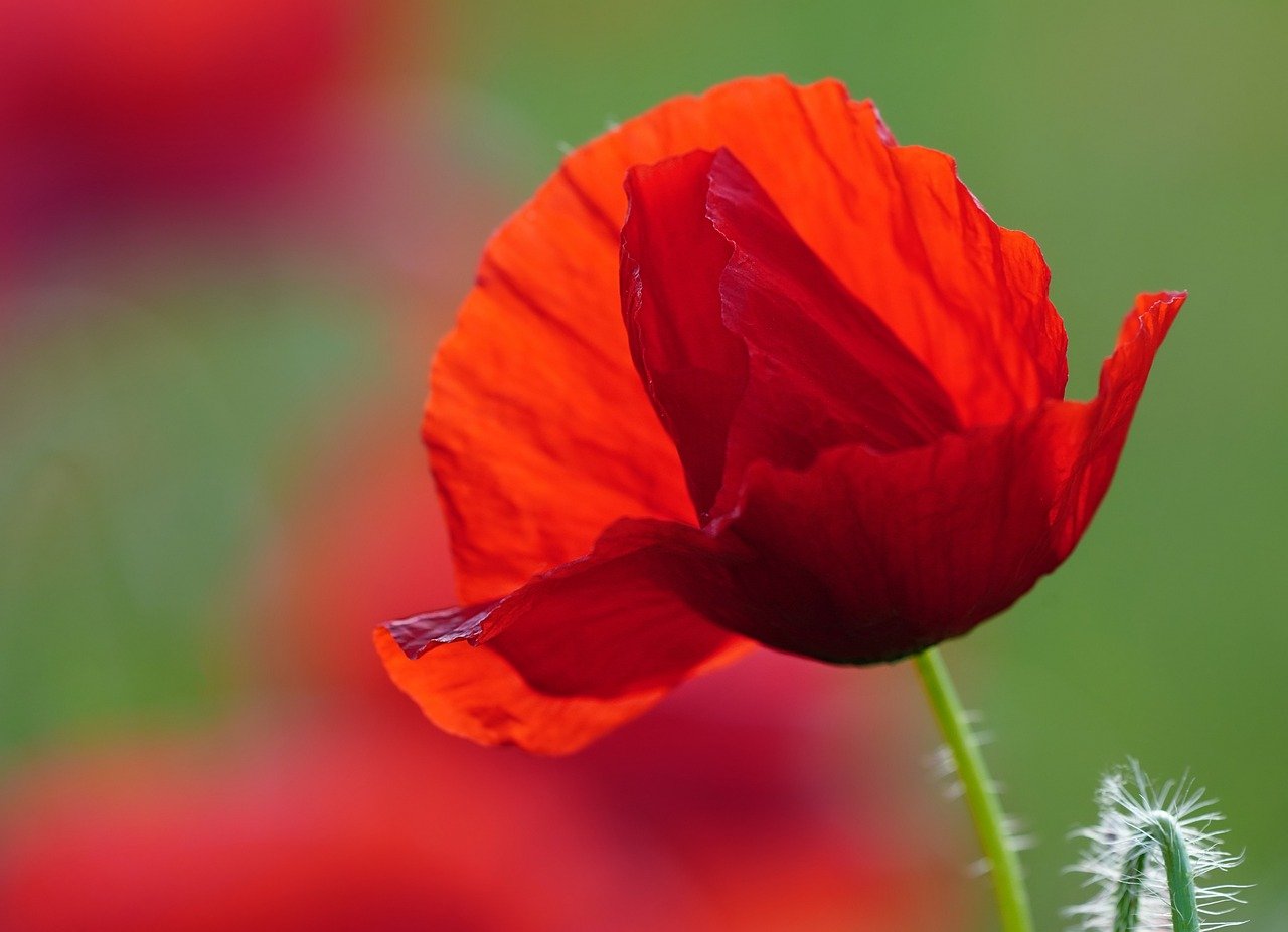 American Doctors Are Moving to Canada To Escape the Trump Administration