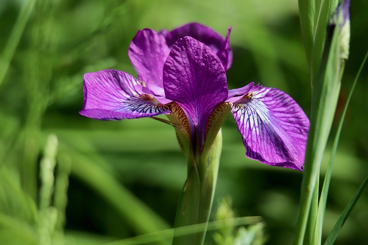 BrightSpring Expands Home Health To Strengthen Service Line Synergies