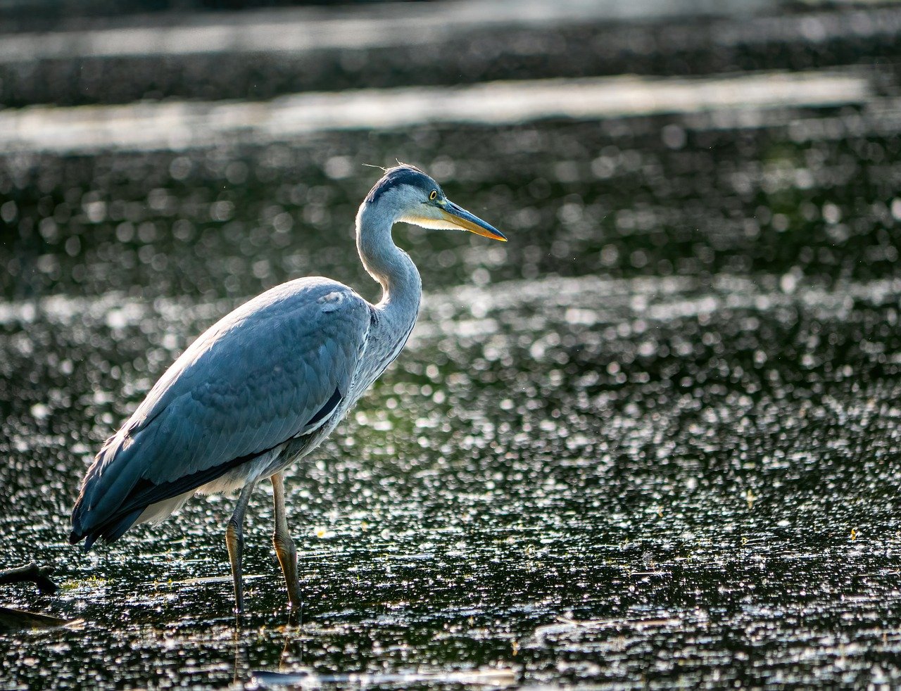 KFF Health News' 'What the Health?': RFK Jr. Upends Vaccine Policy, After Promising He Wouldn’t