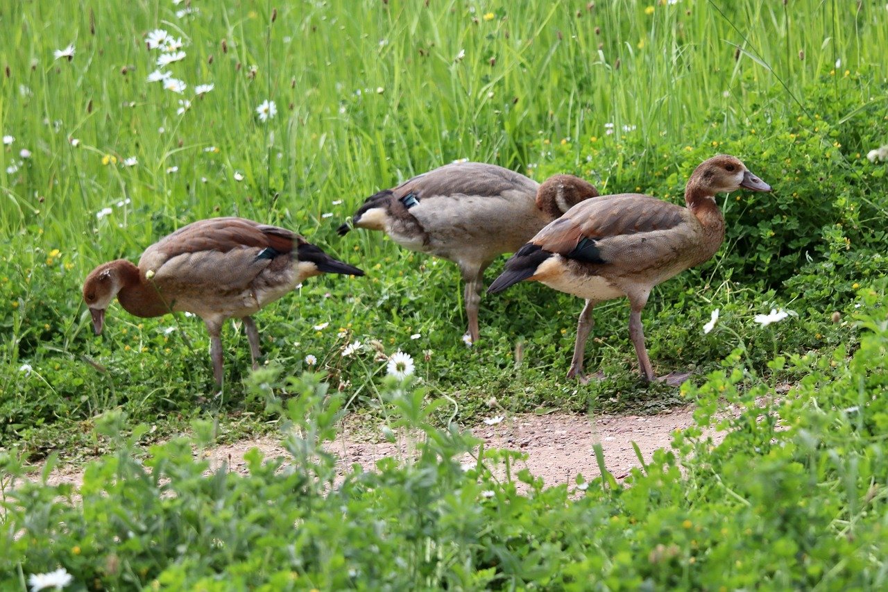 The Future of Healthcare: How AI Integration Is Expected to Revolutionize Patient Experience and Access to Care