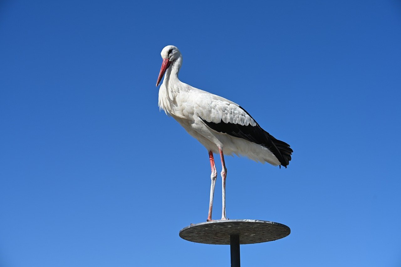 Addressing Concerns: Evaluating the Limitations and Challenges Associated with AI-Facilitated Clinical Documentation