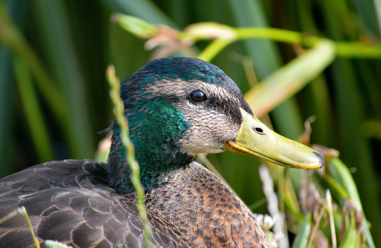 New Bill Would Extend Hospital-At-Home Waiver Through 2030