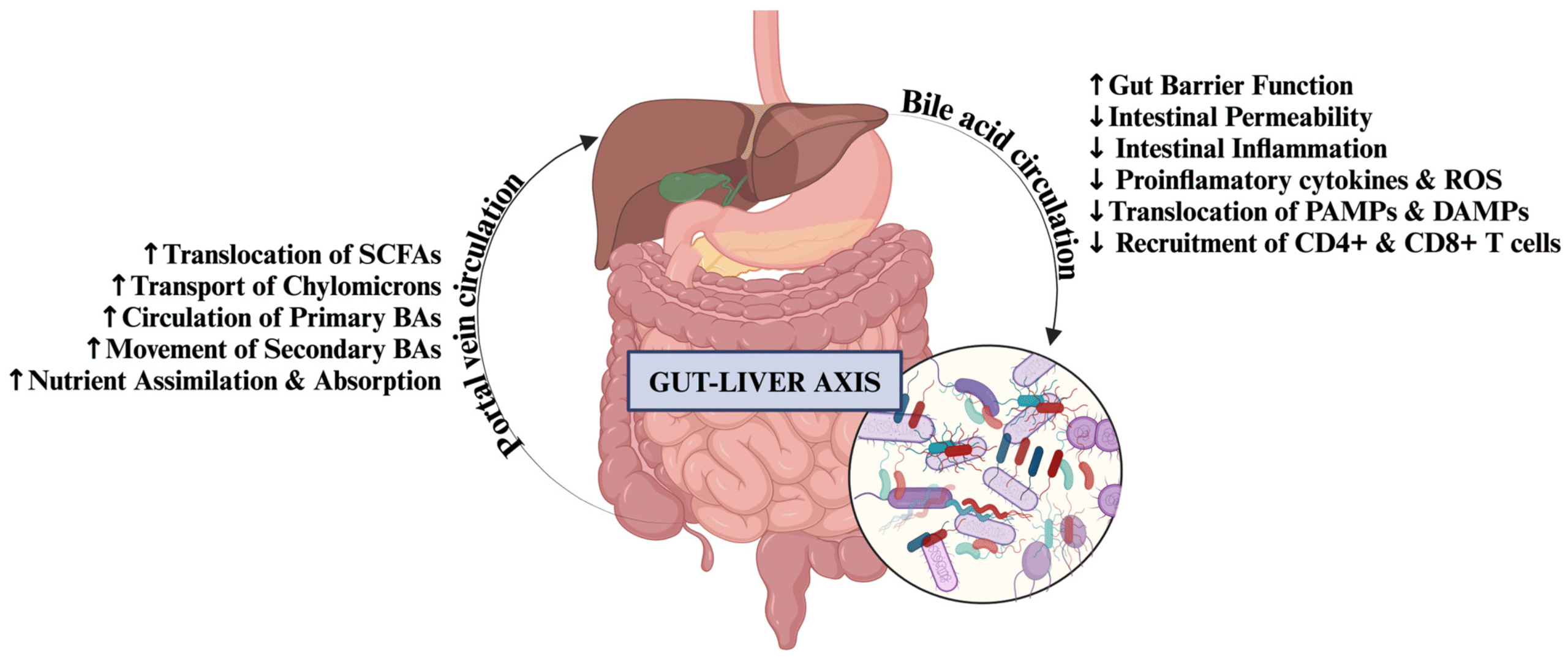 Titanium Dioxide Effects on Gut Health