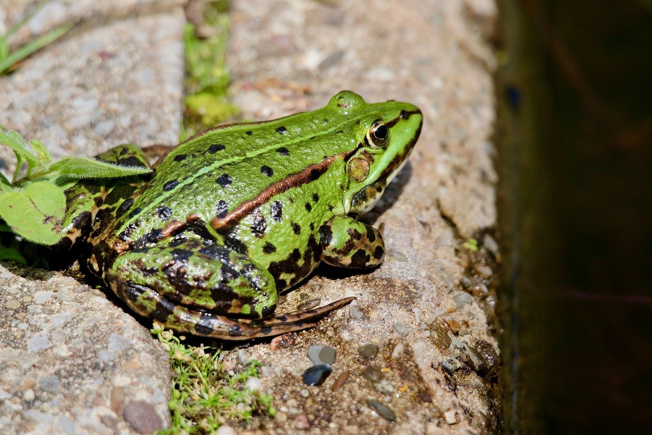 Understanding the Role of Contract Lifecycle Management Software in Streamlining Healthcare Operations and Improving Compliance