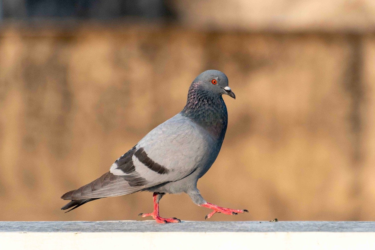 A new way to test how well AI systems classify text