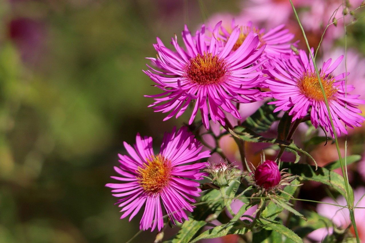 Future Leader: Megan Paske, Senior Director of Client Success, Axxess