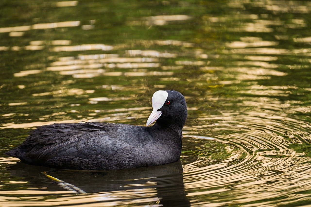 150-Plus Organizations Call For Congressional Intervention To Stop Home Health Rate Cut