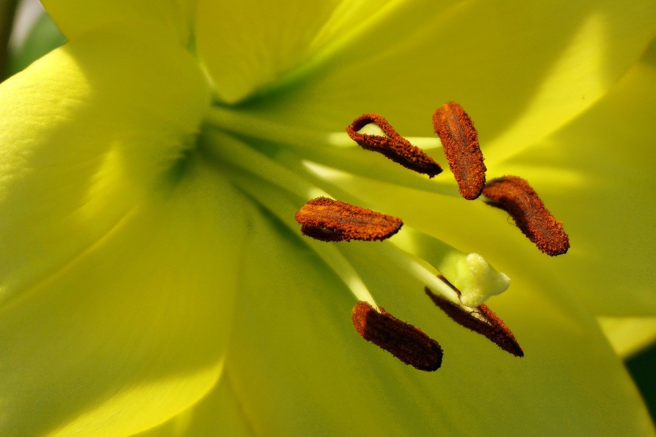 Addressing Privacy, Transparency, and Trust Challenges in the Deployment of AI Technologies for Senior Care and How Ethical Design Can Mitigate Risks