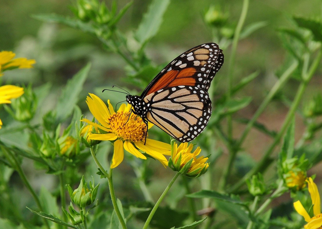 Doctors Muffled as Florida Moves To End Decades of Childhood Vaccination Mandates