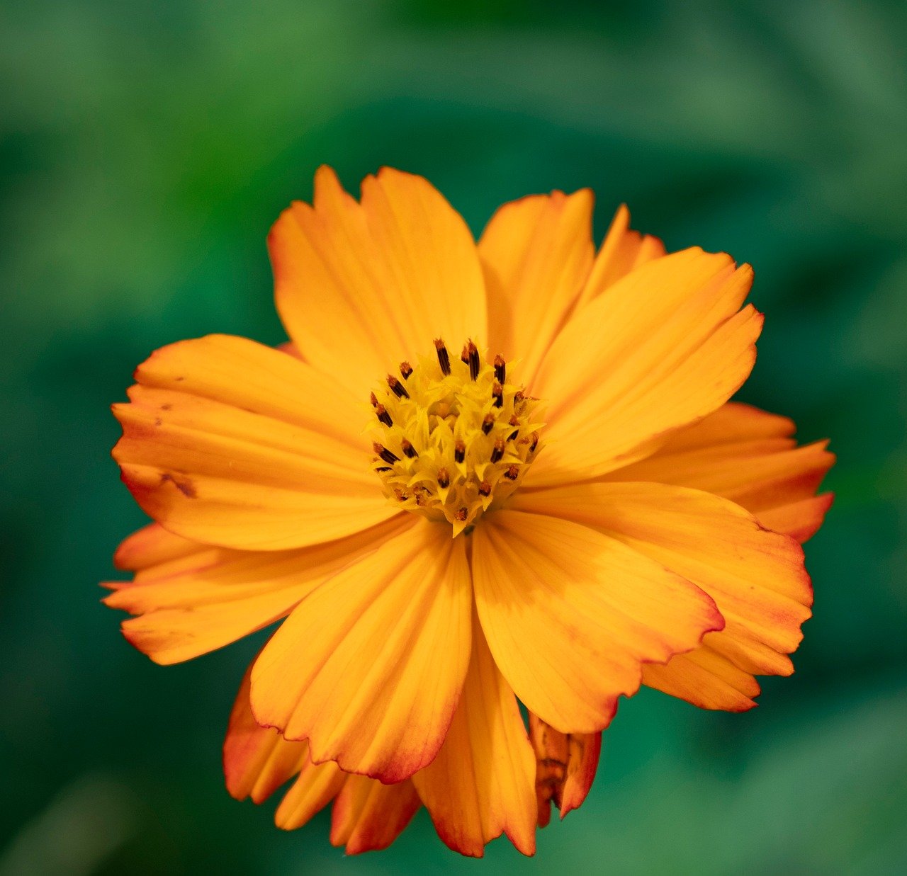 Experts: Shutdown Strains Healthcare Cyber Defenses