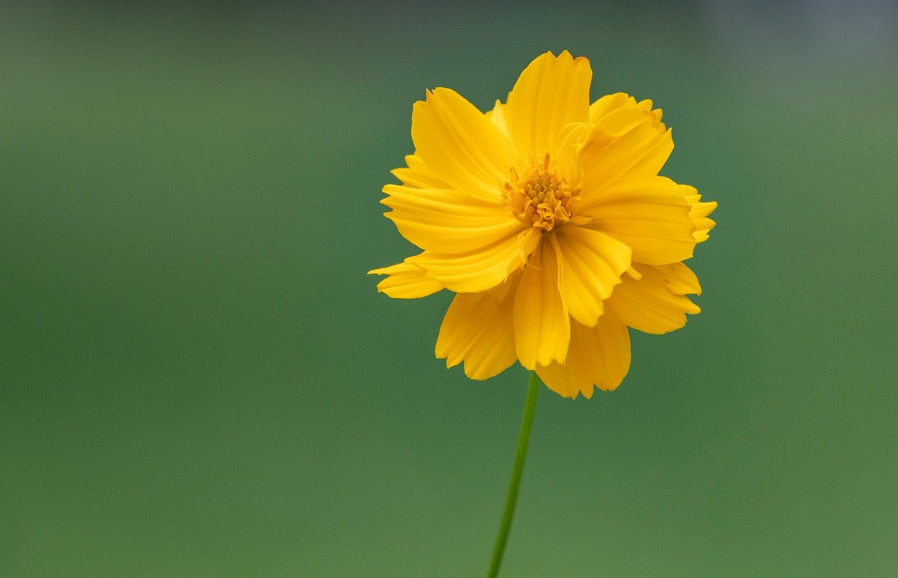 Five with MIT ties elected to National Academy of Medicine for 2025