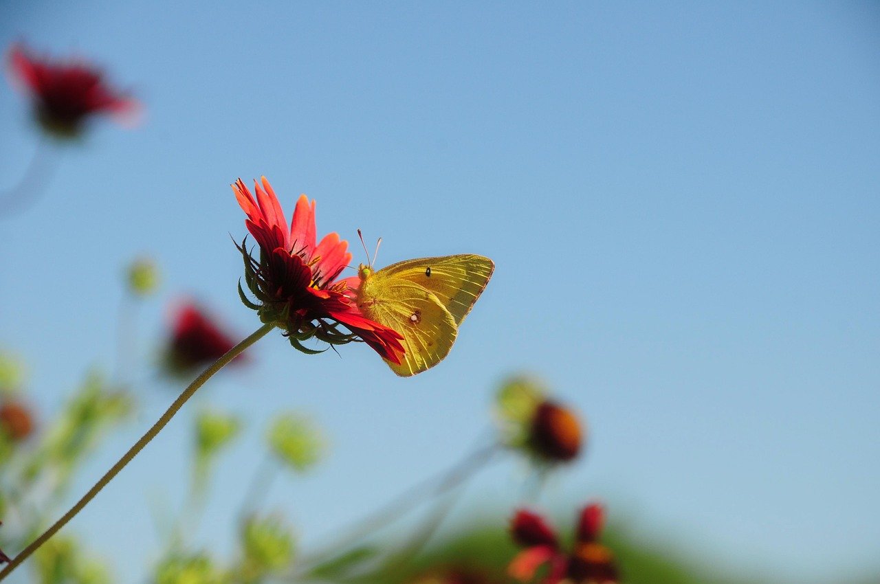 It’s a Bird! It’s a Plane! It’s a Chemtrail? New Conspiracy Theory Takes Wing at Kennedy’s HHS