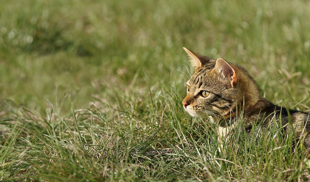 KFF Health News' 'What the Health?': Schrödinger’s Government Shutdown