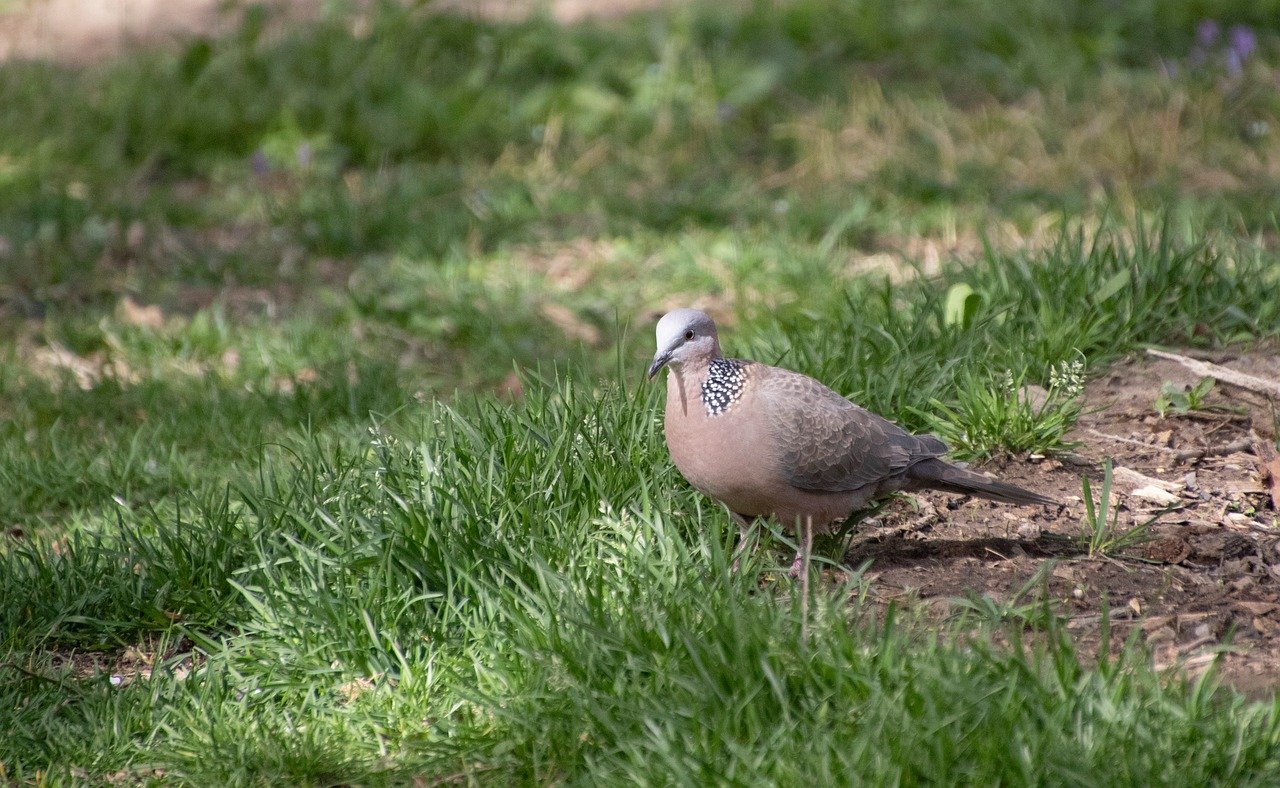 Médicos, callados mientras Florida busca terminar con décadas de mandatos de vacunación infantil