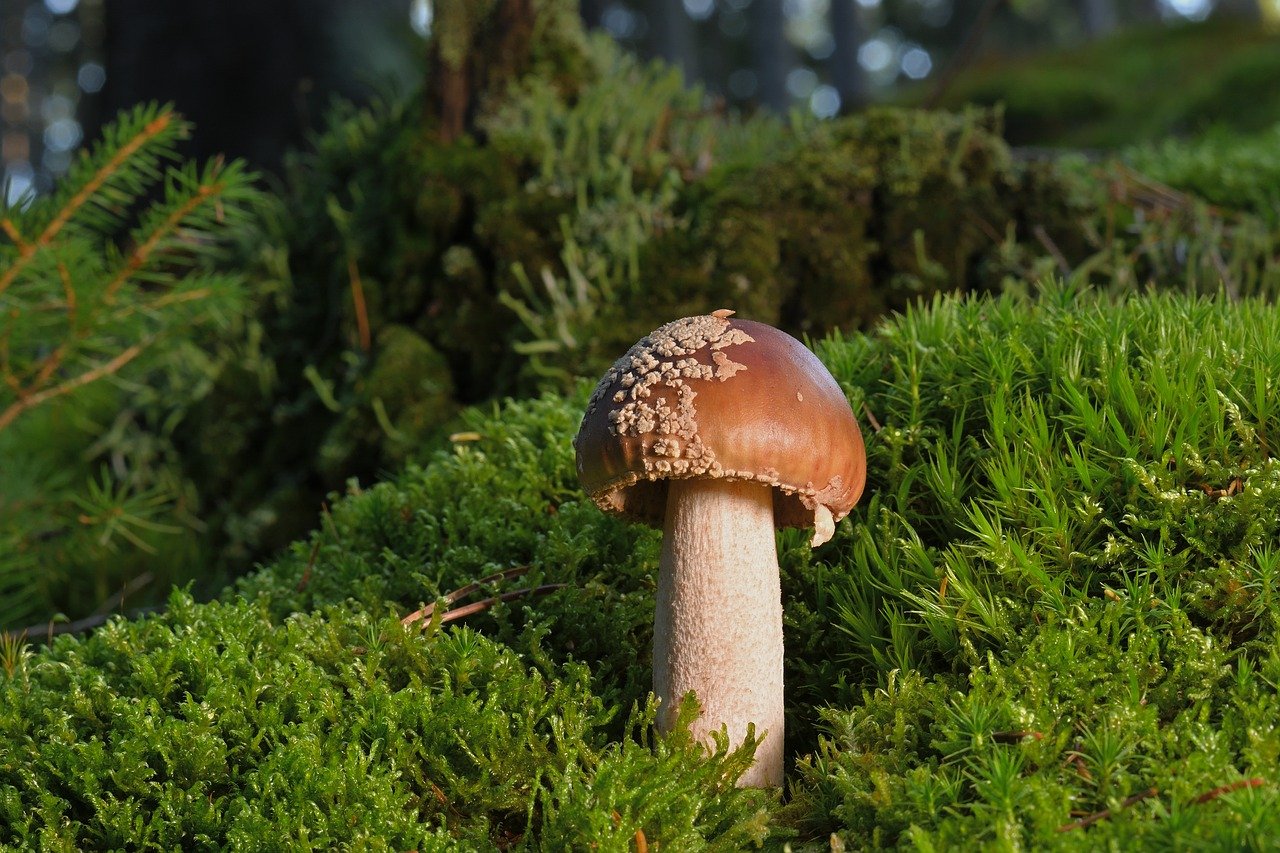 Memory Care Innovation Award Winner: Lauren Adams, Dementia Care Coordinator, The LTM Group