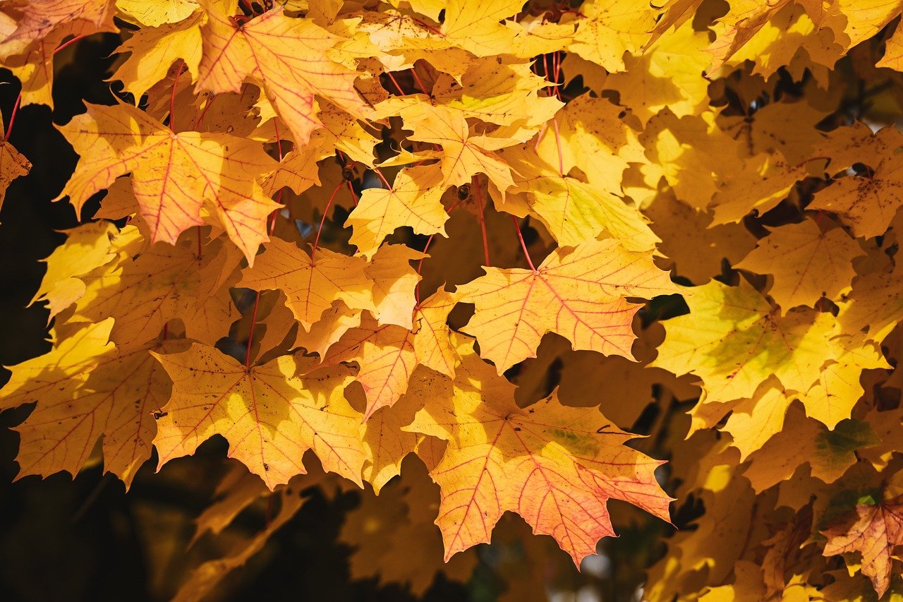 The role of automated patient eligibility checks and identity verification in reducing administrative burden and improving onboarding speed in healthcare organizations