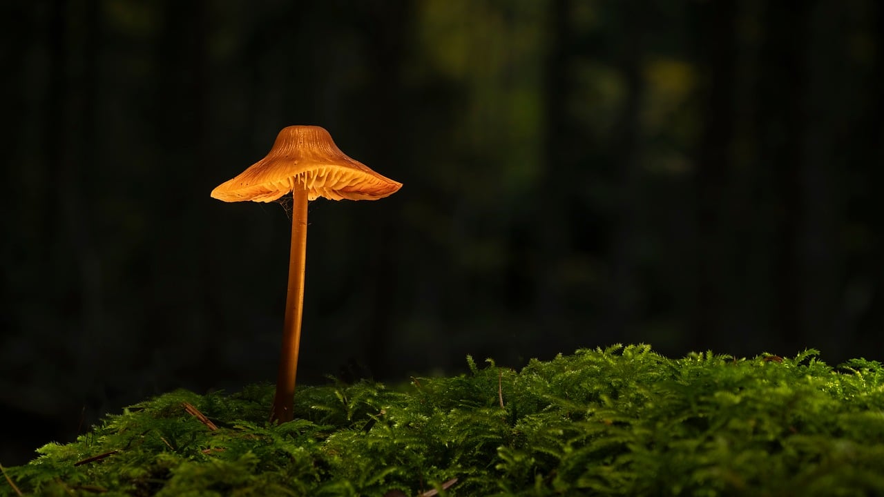 Addus Achieves Rate Increases In 2 States, Driving Positive Outlook