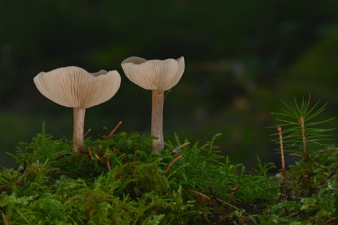 Ethical Considerations and Solutions for Managing Data Privacy, Algorithmic Bias, and Explainability in Healthcare AI Agent Deployment