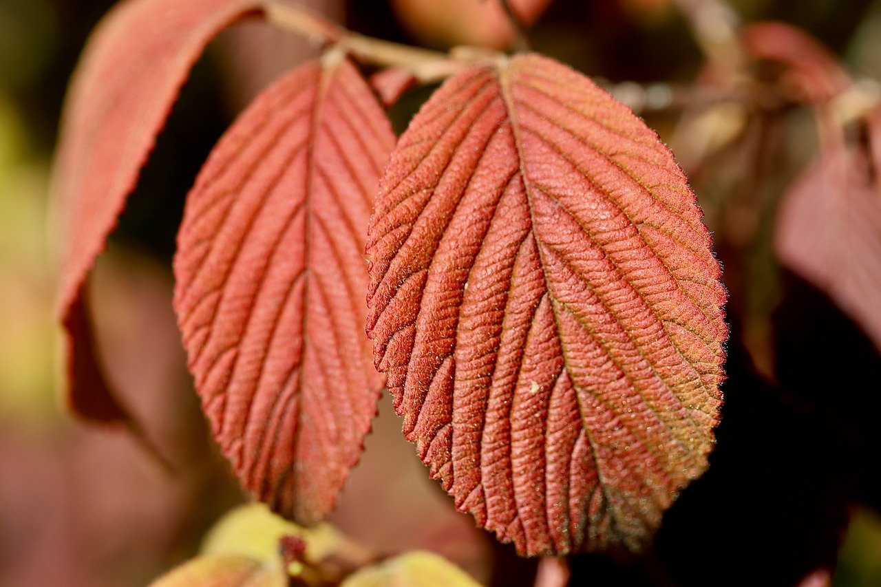 Expanding Access to Specialist Healthcare in Rural and Underserved Areas Through AI-Enabled Telemedicine and Remote Diagnostic Tools