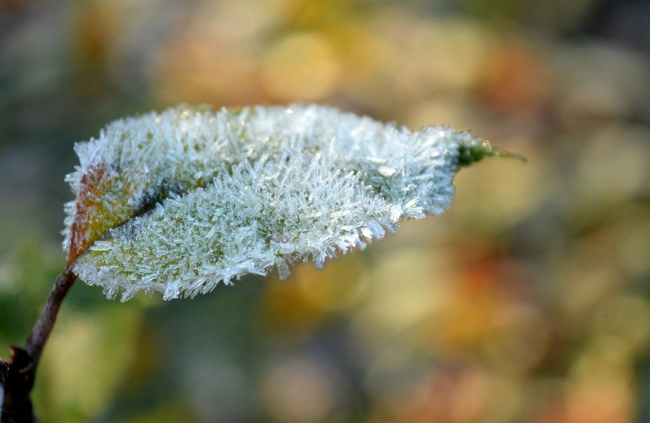 Future Trends in Healthcare Voice Agent Technology: Emotion Detection, Multilingual Support, and Integration with IoT and Wearable Devices