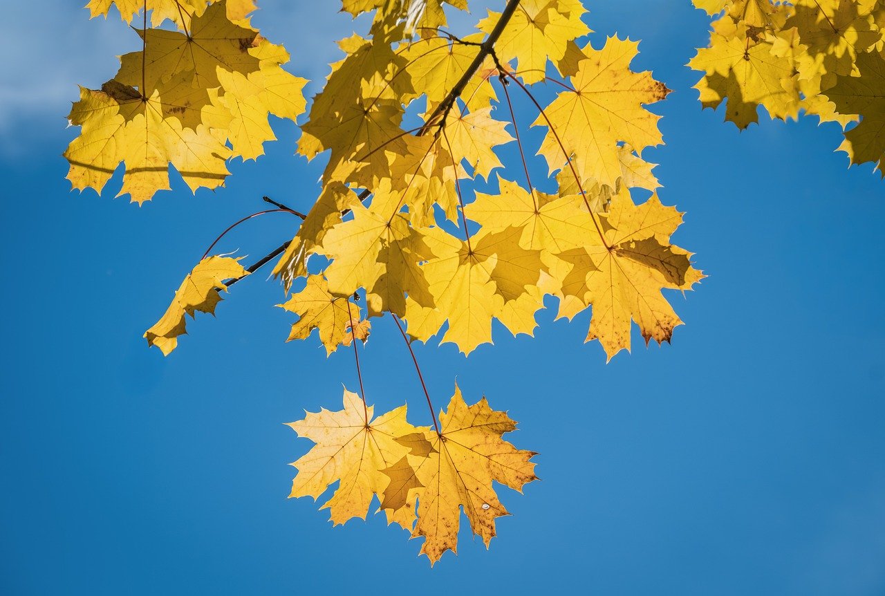 Journalists Help Make Sense of Government Shutdown and Obamacare Open Enrollment