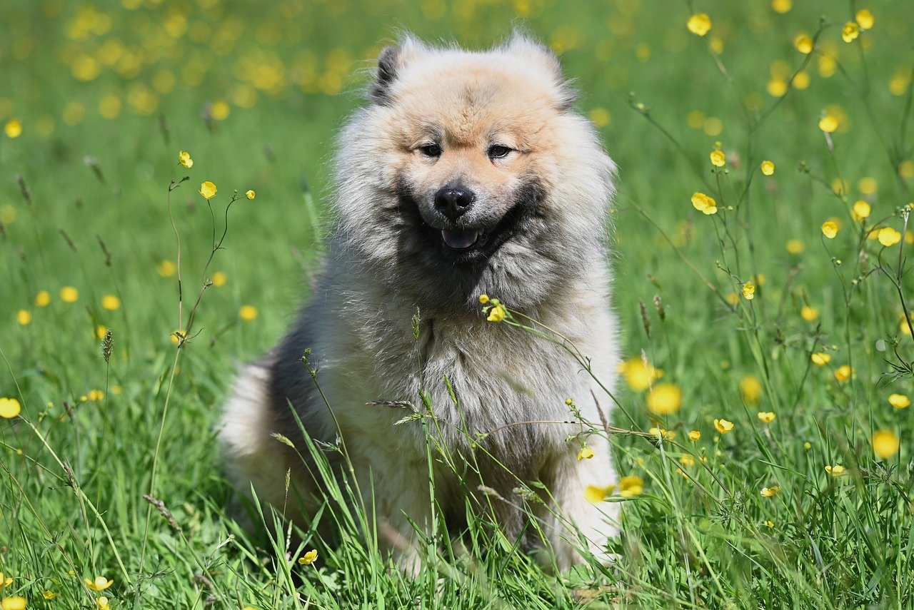 Letter To The Editor: Medicare Fraud In California Shouldn’t Cost Seniors Their Care