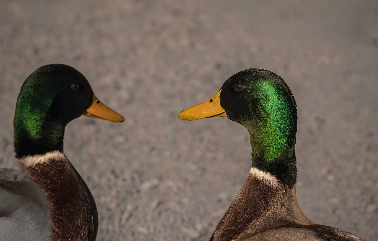 Listen: New Federal Guidelines Could Weaken Consumer Protections Against Medical Debt