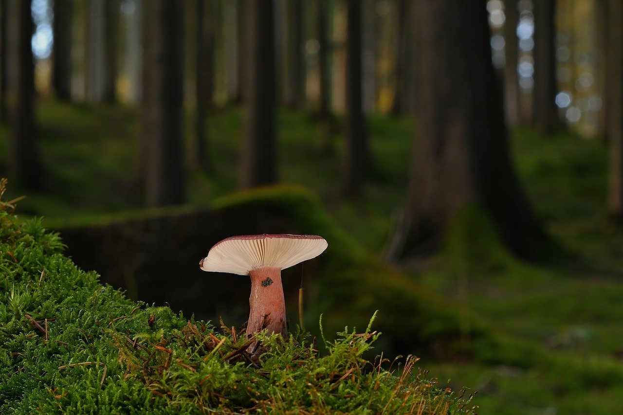 MIT Energy Initiative launches Data Center Power Forum