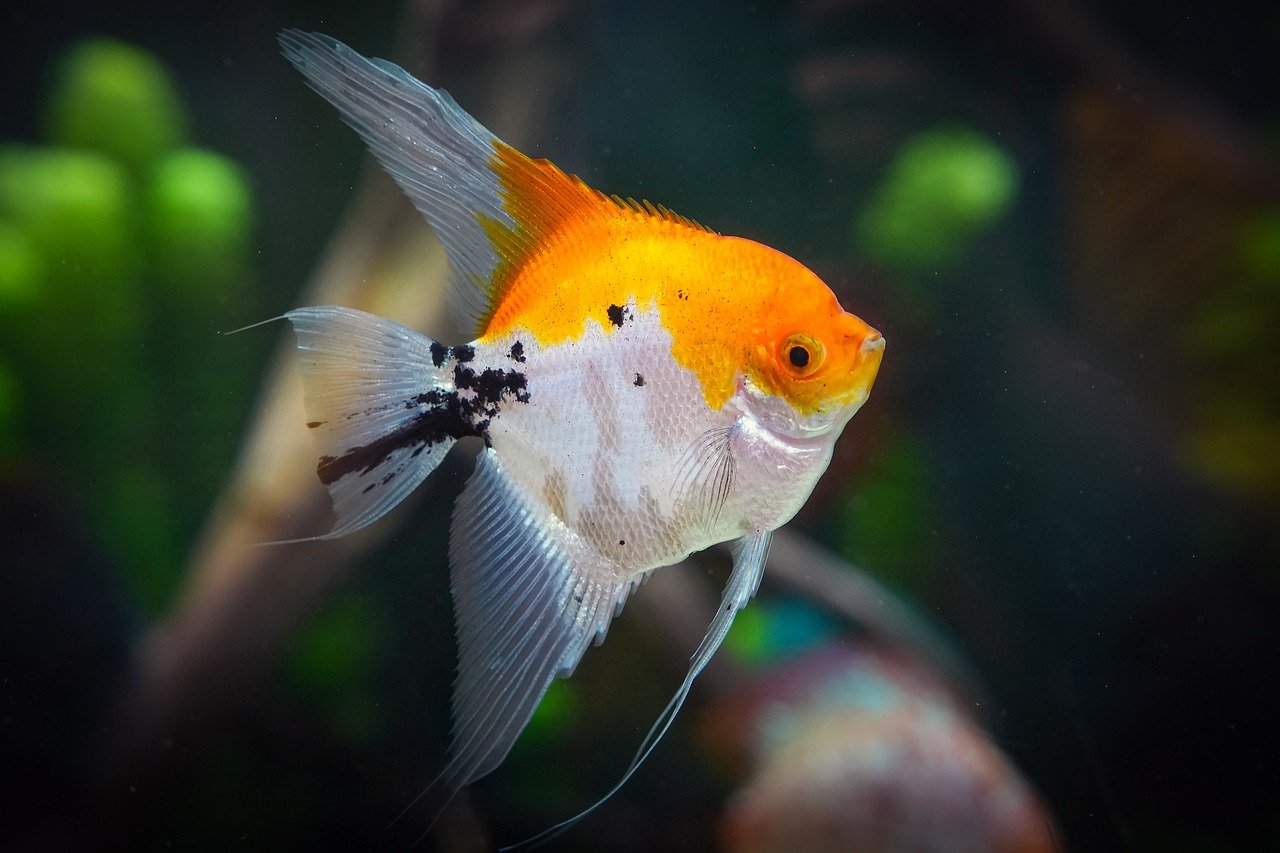 Scaling Healthcare Communication Solutions Across Multi-Location Providers with Centralized Management and Local Failover Capabilities