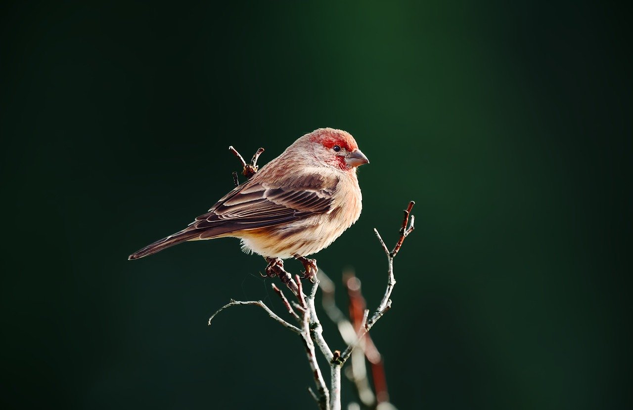 Seen Health’s Tech-Enabled PACE Model Achieves 77% Fewer Acute Hospital Bed Days