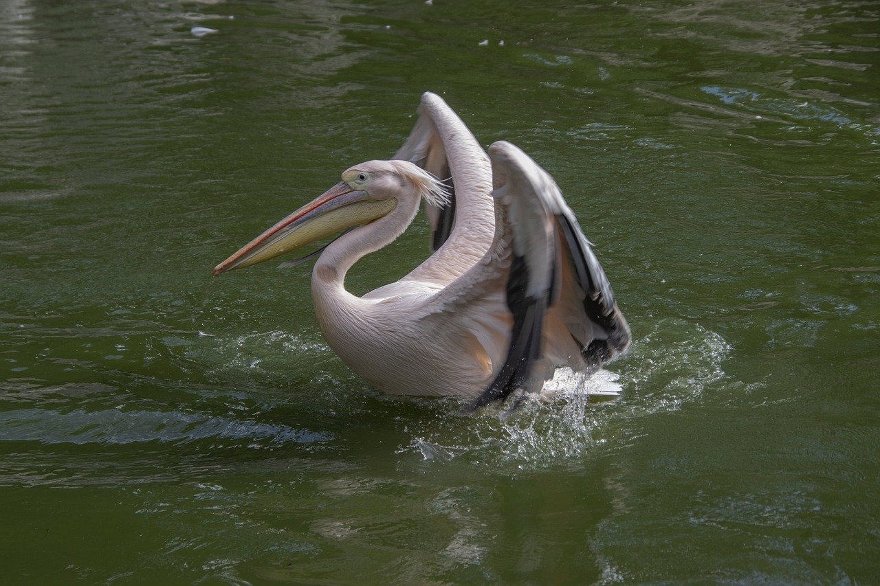 South Carolina’s Measles Outbreak Shows Chilling Effect of Vaccine Misinformation