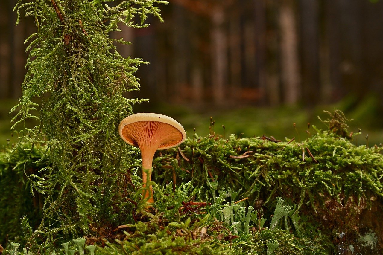 The Role of Investigations in Detecting and Preventing Fraud, Waste, and Abuse to Safeguard Healthcare Resources and Improve Compliance