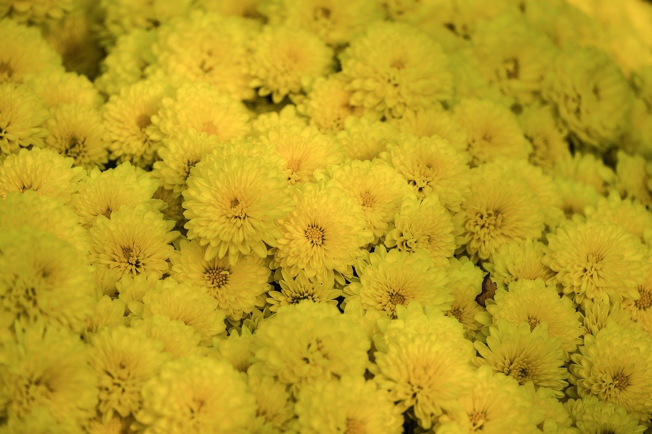 Will Trump’s Team Slow Supersized Health Mergers?