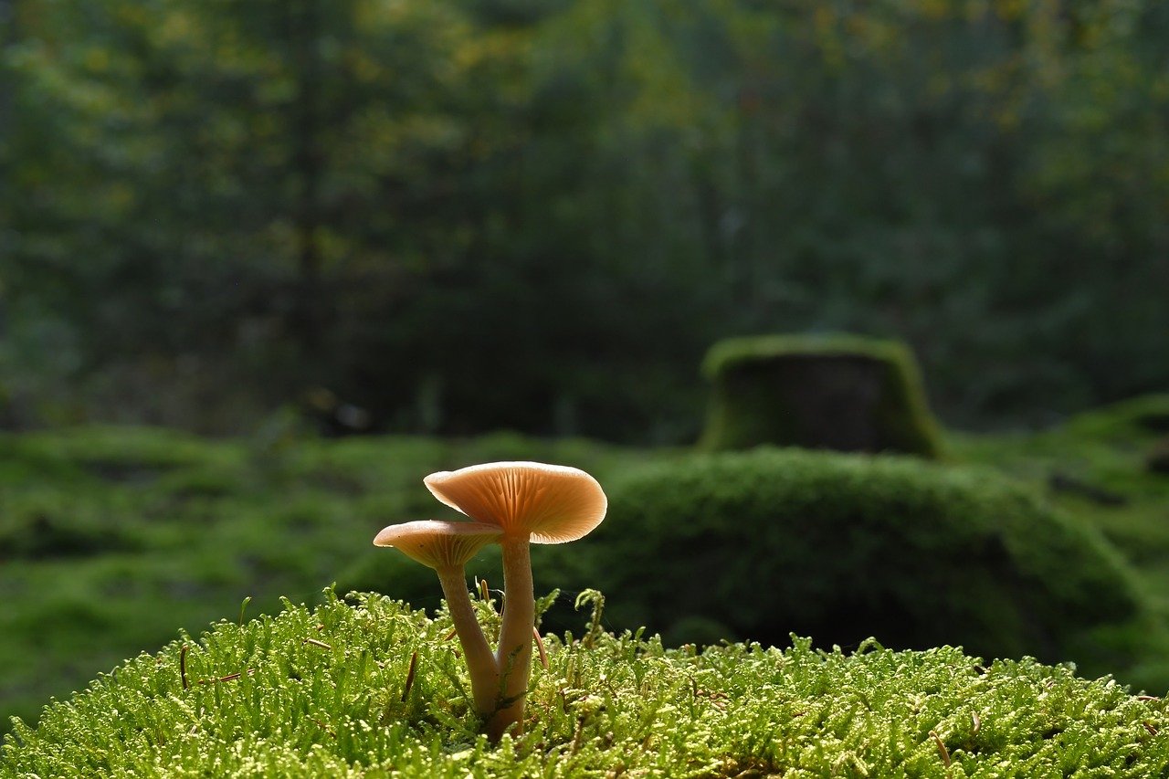 Deep-learning model predicts how fruit flies form, cell by cell