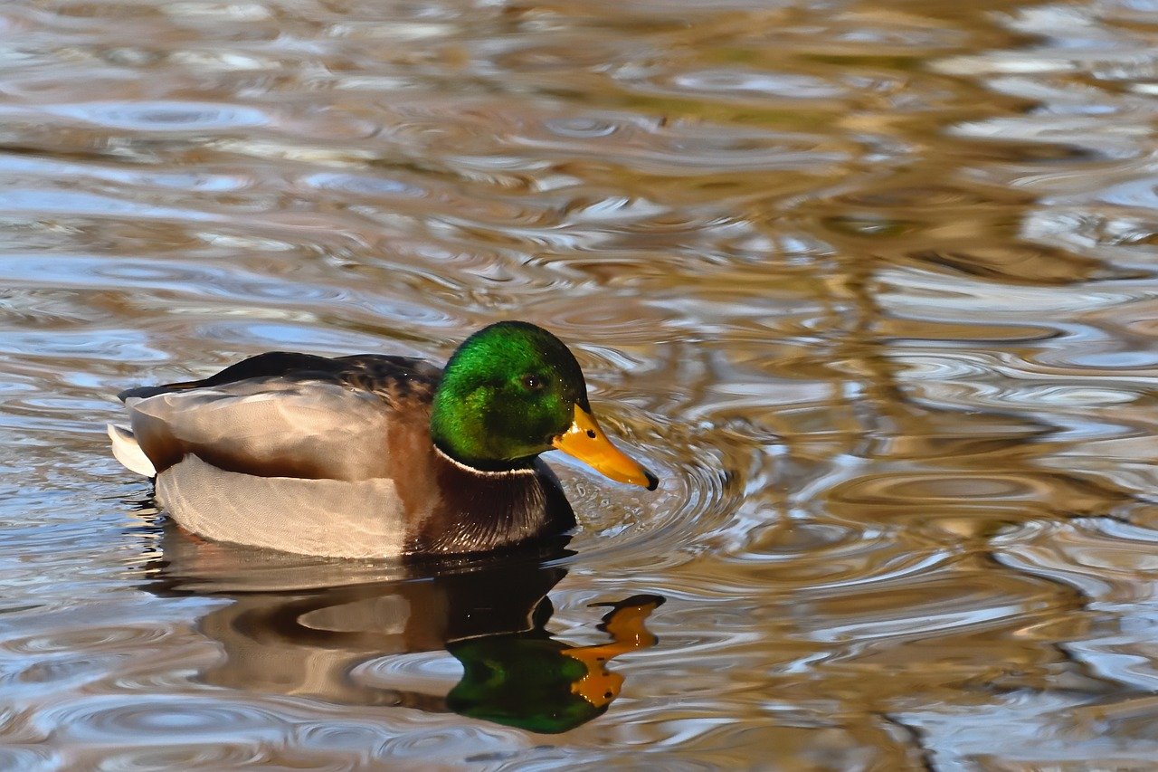 Enhancing clinical trial design and drug development efficiency using multimodal AI for patient stratification, monitoring, and adaptive management
