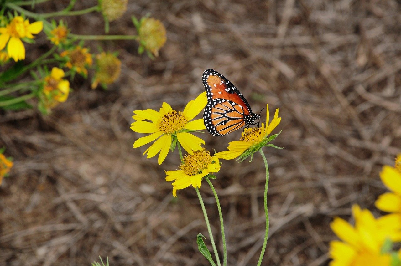 Health Care Cybersecurity and Resiliency Act of 2025: What It Signals for Healthcare Security