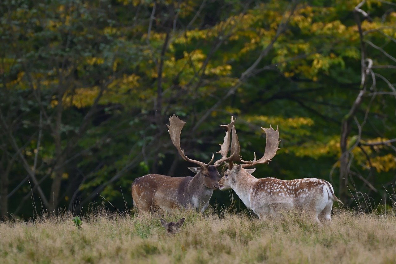 Strategies for Successful Adoption of Custom Healthcare AI Tools Among Staff Through Training, Support, and Change Management