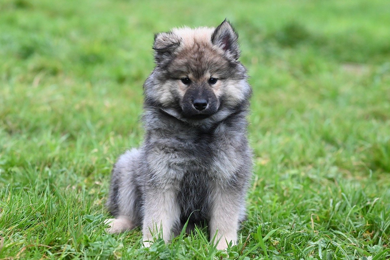 The Importance of High-Quality Healthcare Data in Training Conversational AI to Deliver Reliable and Contextually Accurate Medical Responses