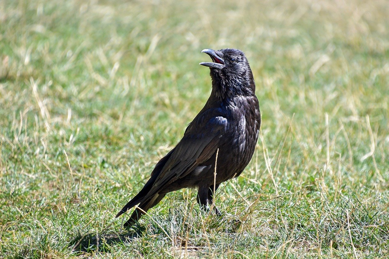 The Role of AI Medical Scribes in Reducing Administrative Burden and Improving Workflow Efficiency for Healthcare Professionals