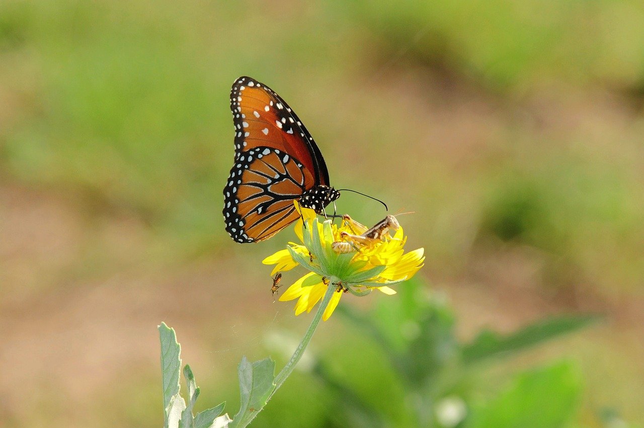 VitalCaring Acquires Traditions Health’s Home Health Operations