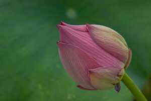 Why Web & Mobile App Pen Testing Is Critical in Healthcare